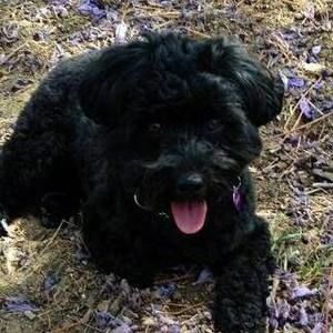 Meet your Posher, Dee dee